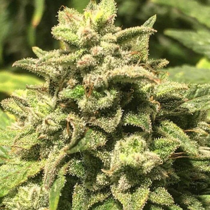 Cheese Original - Medical Joint Seeds