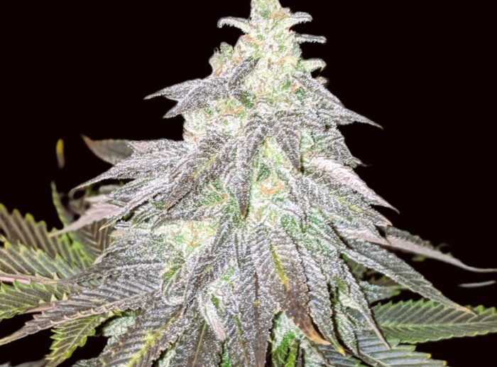 Citric Medical - Medical Joint Seeds