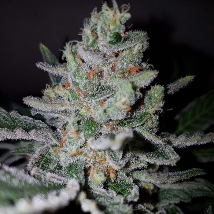 amnesia-haze-auto- medical-joint-seeds