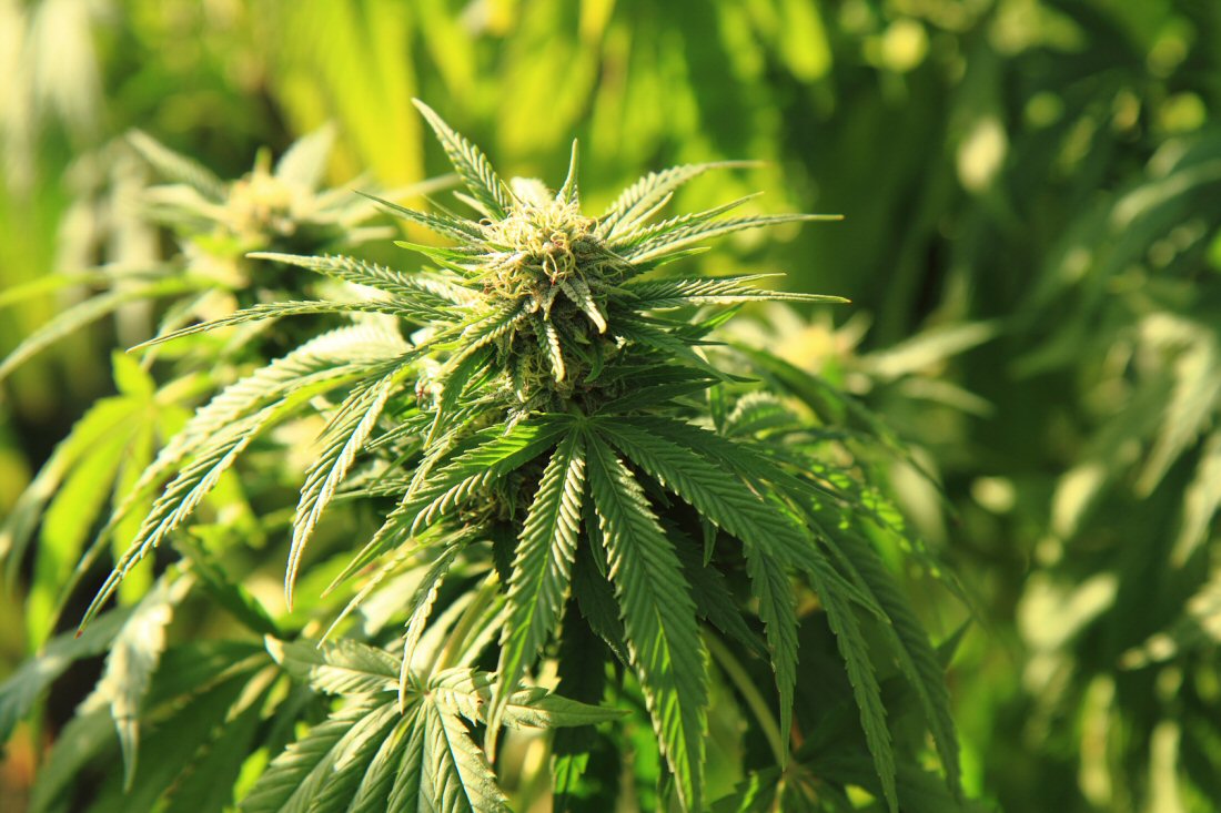 Piantine di Cannabis Semi da coltivare Piantine di Cannabis Semi da coltivare
