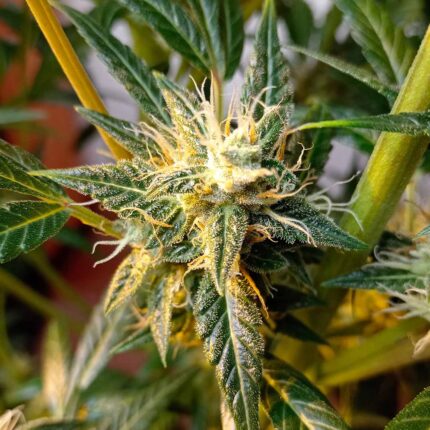 Aurea 18k Auto - Medical Joint Genetic Seeds