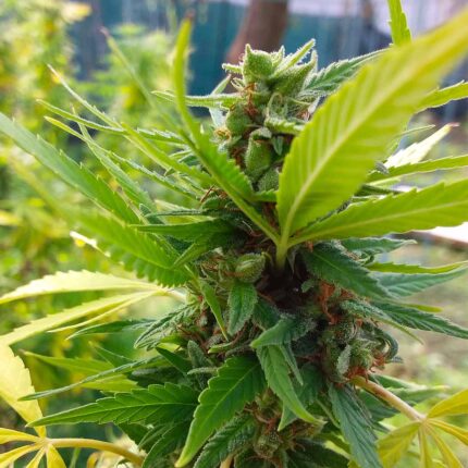 Gorilla Glue - Medical Joint Genetic Seeds