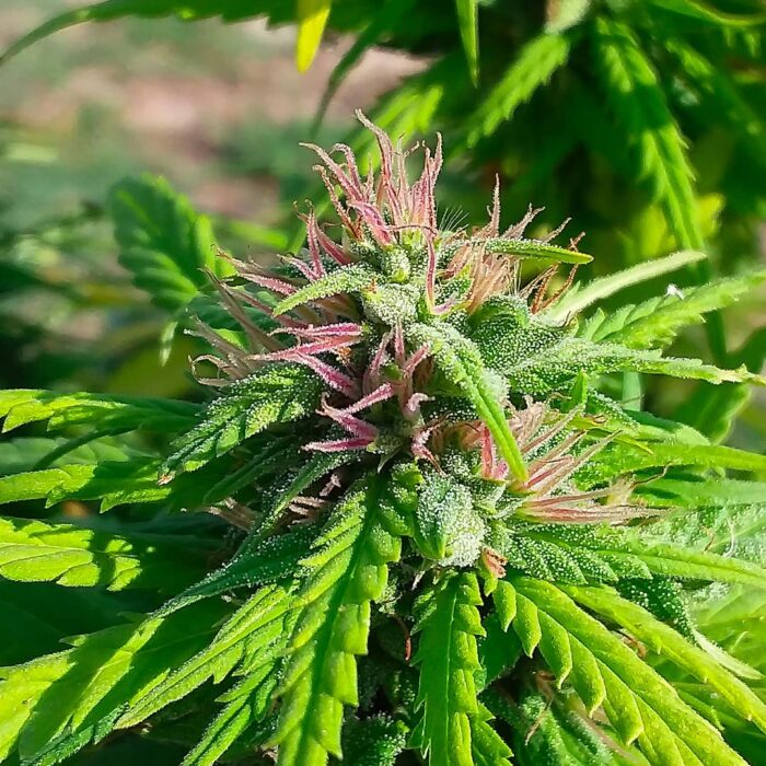 Pink Therapy CBD - Medical Joint Genetic Seeds